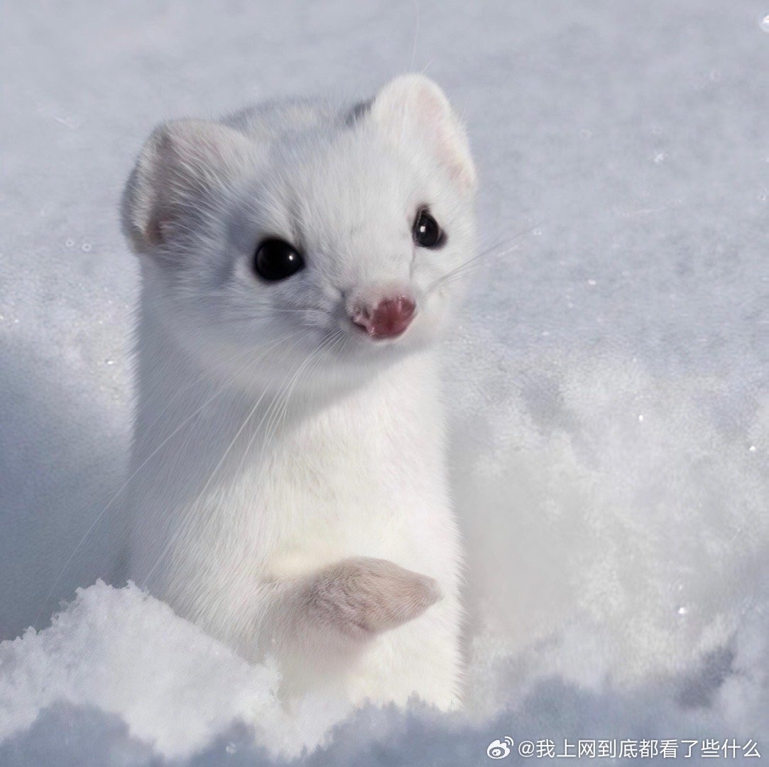 在雪地里遇见萌白鼬，一场不期而遇的冬日奇缘