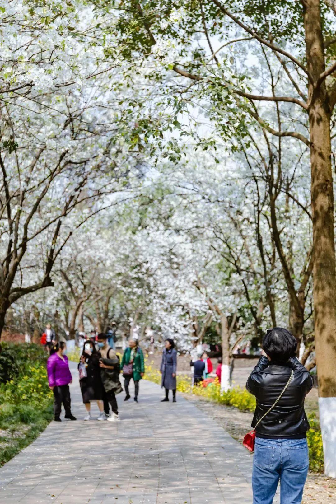 春光无限好，赏花赏景正当时——解锁春日美好时光的正确姿势🌸✨ 独家攻略！你准备好了吗？揭秘那些不容错过的美景瞬间。