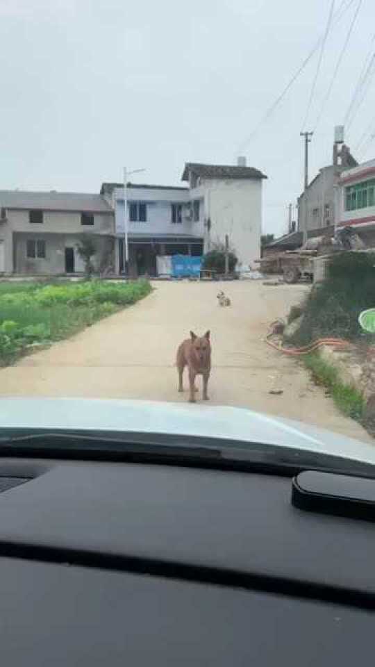 乡道上狗子拦路引发惊险一幕，货车对向驶来，事件深度解析